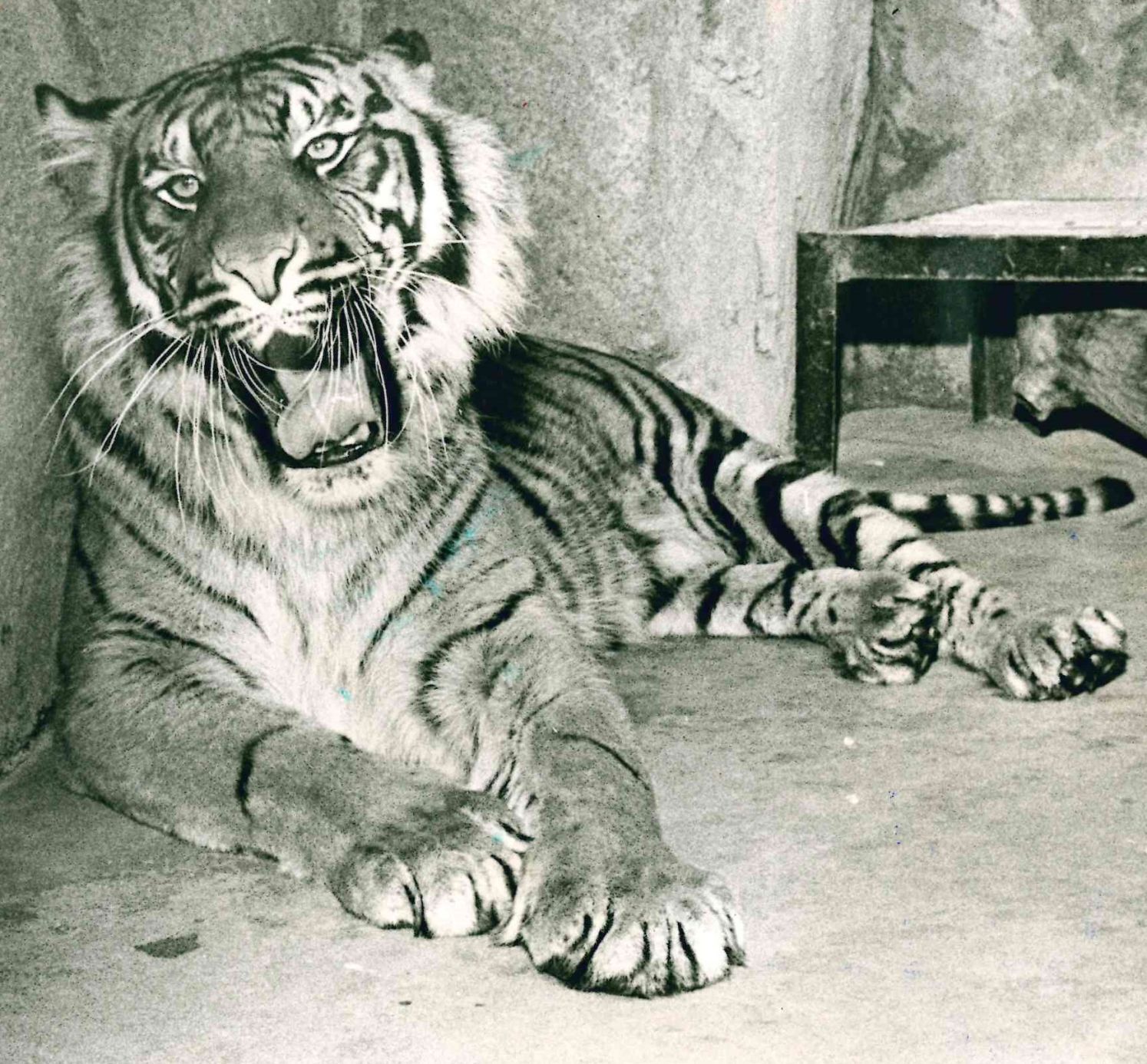 Katie the tiger